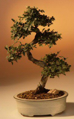 Chinese Elm Bonsai Tree - Large Curved Trunk Style (Ulmus Parvifolia) Image