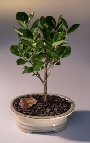 Green Island Ficus-Small Ficus Microcarpa