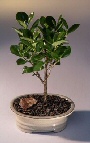 Green Island Ficus-Small
                                             Ficus Microcarpa