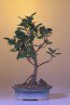 Green Island Ficus-Medium
                                             Ficus Microcarpa