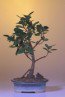 Green Island Ficus-Medium Ficus Microcarpa