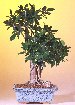 Green Island Ficus
                                    (Large) (Ficus Microcarpa)