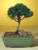 Hinoki Cypress-Small (chamecyparis obtusa 'compacta')