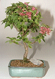 Bougainvillea -
                                    Flowering Vine (Pink Pixie)