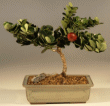 Plum - Medium Flowering Tree(Carissa Macrocarpa)