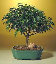 Ficus 'Midnight'  Bonsai Tree- Large(ficus benjamina 'midnight')  Image