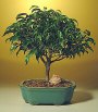 Ficus - Large (ficus
                                    benjamina 'midnight')