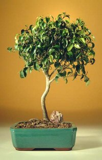 unknown <b><font color = red>FREE SHIPPING ON THIS TREE</font></b><br>Ficus Oriental - Large<br><i>(Ficus Orientalis)</i>