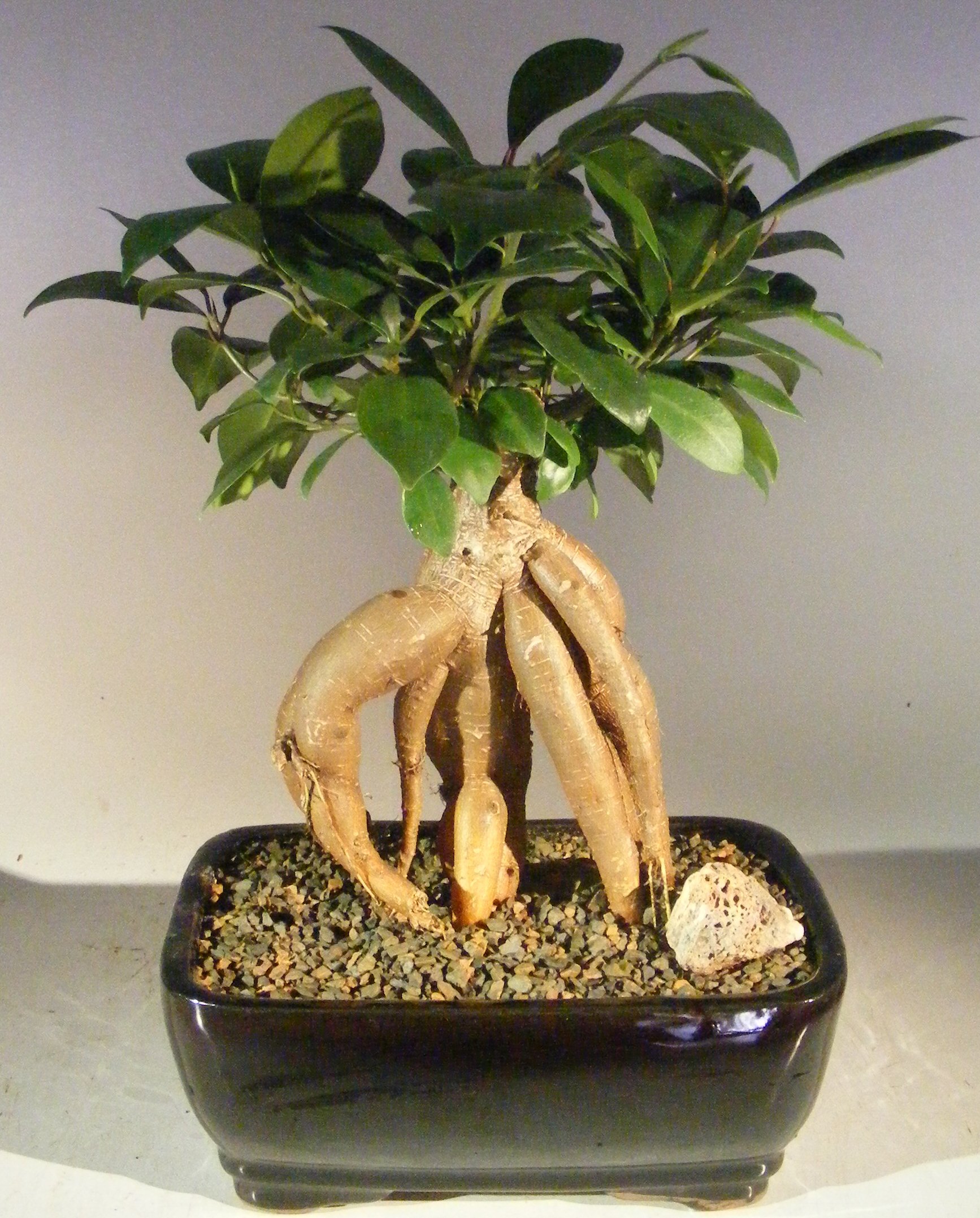 Ginseng Ficus Bonsai Tree - Medium (Ficus Retusa) Image