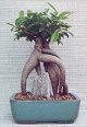 Ginseng Ficus Bonsai Tree <br><i>(Ficus Retusa)</i>