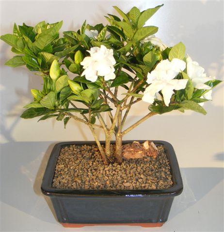 Flowering Gardenia Bonsai Tree - Multi Trunk Style (jasminoides miami supreme) Image