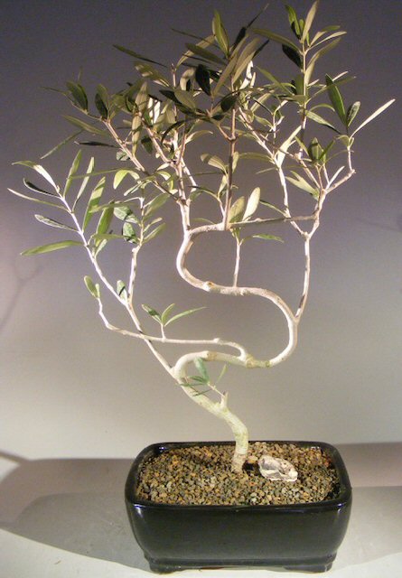 Flowering and Fruiting Arbequina Olive Bonsai Tree S Shaped Trunk(arbequina) Image