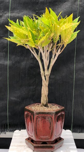 Croton Gold Dust Braided Twist Bonsai Tree(codiaeum variegatum) Image