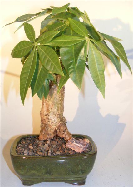 Money Bonsai Tree - Thick Trunk Style (Pachira Aquatica) Image