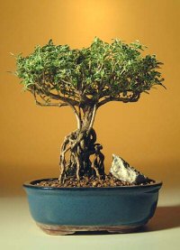 unknown Flowering Mount Fuji Serissa With Raised Roots <br><i>(serissa foetida)</i>