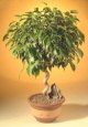 Ficus  Corkscrew
                                             (ficus exotica)