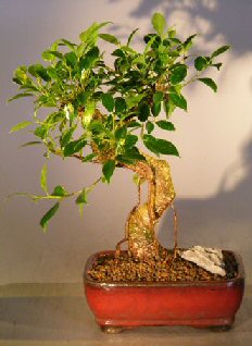 Ficus Retusa Bonsai Tree - Medium<br> Curved Trunk Style