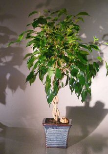 Unique Bonsai Tree - Ficus Twist