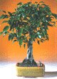 Ficus Twist (Ficus Compacta)