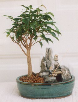 Ficus-stone Landscape Scene With Fishing Pole(ficus Compacta)