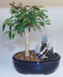 Ficus-Stone Landscape
                                             Scene with Fishing Pole (ficus compacta)