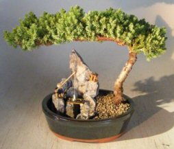 Juniper-Stone Landscape Scene (Juniper Procumbens 