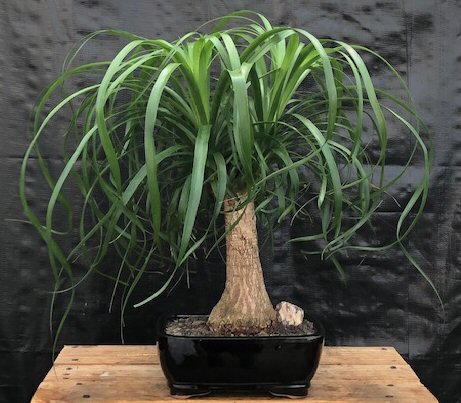 The most striking feature of the Ponytail Palm is the swollen base of the trunk.  The texture of the trunk looks and feels scaly like the foot of an elephant and is also known as Elephants Foot.  The extraordinary thickening of the trunk serves as a water reservoir against dry spells, allowing the tree to go up to four (4) weeks without water and causing no ill effects.  Excellent in low or higher lighting conditions.  The Ponytail is an excellent choice for home, office or anywhere.