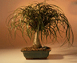 Ponytail Palm -
                                             Medium (Beaucamea Recurvata)