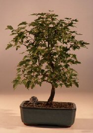 Trident Maple Bonsai Tree  (Acer Buergerianum)