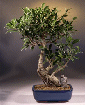 Taiwan Ficus  Curved Shaped Trunk  Large (ficus
                           retusa)