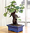 Wine Grape Bonsai-Cabernet