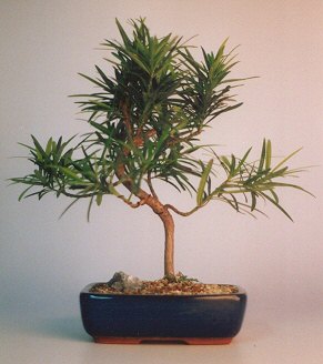 Flowering Podocarpus Bonsai Treecurved - Medium(podocarpus macrophyllus) Image