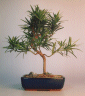 Podocarpus (podocarpus macrophyllus)