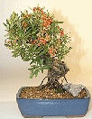 Pyracantha Firethorn
                                             - Exposed Roots (Coccinea (Lalandii)