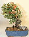 Pyracantha Firethorn
                                             - Exposed Roots (Coccinea Lalandii)