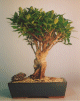 Taiwan Ficus - Extra Large (Ficus Retusa)