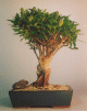 Taiwan Ficus - Extra
                                    Large (Ficus Retusa)