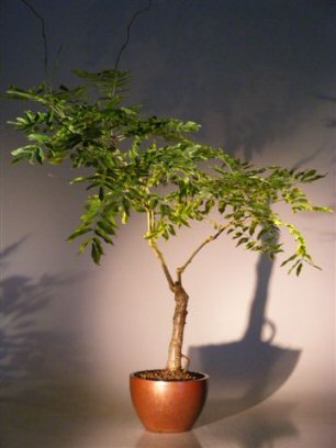 unknown Flowering Japanese Wisteria Bonsai Tree<br><i>(wisteria floribunda)</i>