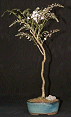 Japanese Wisteria (wisteria floribunda)
