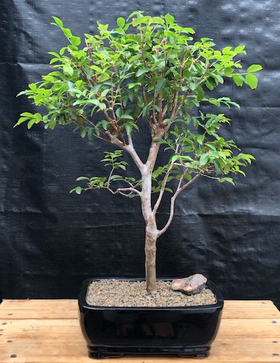Flowering Jaboticaba Bonsai Tree - Large (eugenia cauliflora) Image
