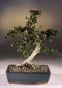 Fukien Tea - Large (Carmona)