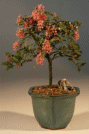 Barbados Cherry-Medium (Malpighia Pendiculata)