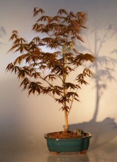 Japanese Red Maple Bonsai Tree - Large  (Acer Palmatum 