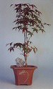 Japanese Red Maple Bonsai Tree<br><i>(Acer Palmatum 