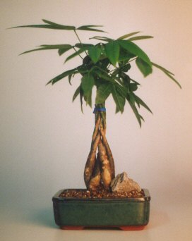 Money Bonsai Tree - Medium(Pachira Aquatica) Image