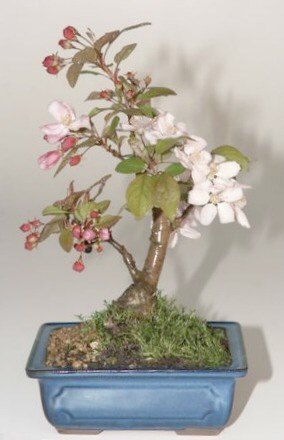 Artificial Bonsai Tree on Features  11 Years Old  16  18  Tall Flowering Bonsai Tree Suitable