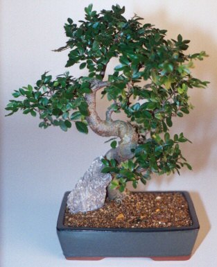 Chinese Elm Bonsai Tree - Extra Large Curved Trunk Style (Ulmus Parvifolia) Image