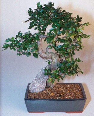 Bonsai  on 14  Tall Recommended Indoor Bonsai Tree  Grown And Trained By Bonsai