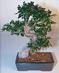 Chinese Elm-Extra
                                    Large (Ulmus Parvifolia)