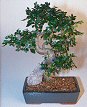 Chinese Elm Bonsai Tree-Extra Large<br><i>(Ulmus Parvifolia)</i>